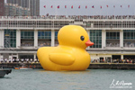 巨鸭“畅游”香港