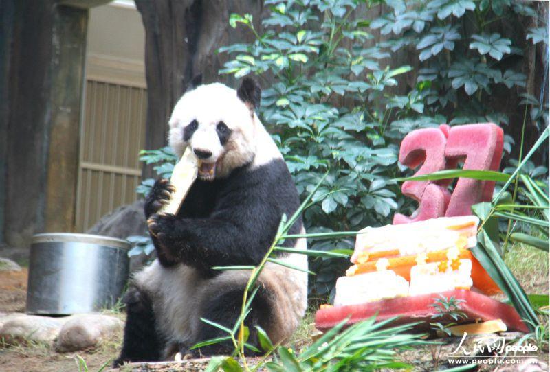 香港海洋公园佳佳刷两项世界纪录将成最长寿大熊猫8