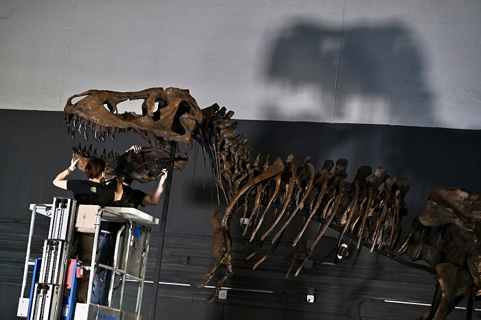 展览安装团队正将暴龙头骨安装于骨架上。香港科学馆供图