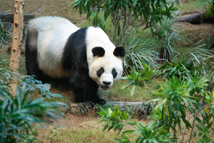 大熊猫安安。香港海洋公园供图