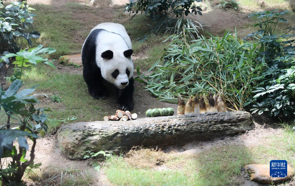 大熊猫“安安”在港离世 终年35岁