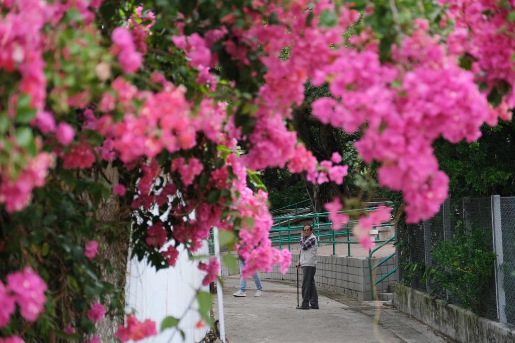 香港故事丨通往春天的香园围