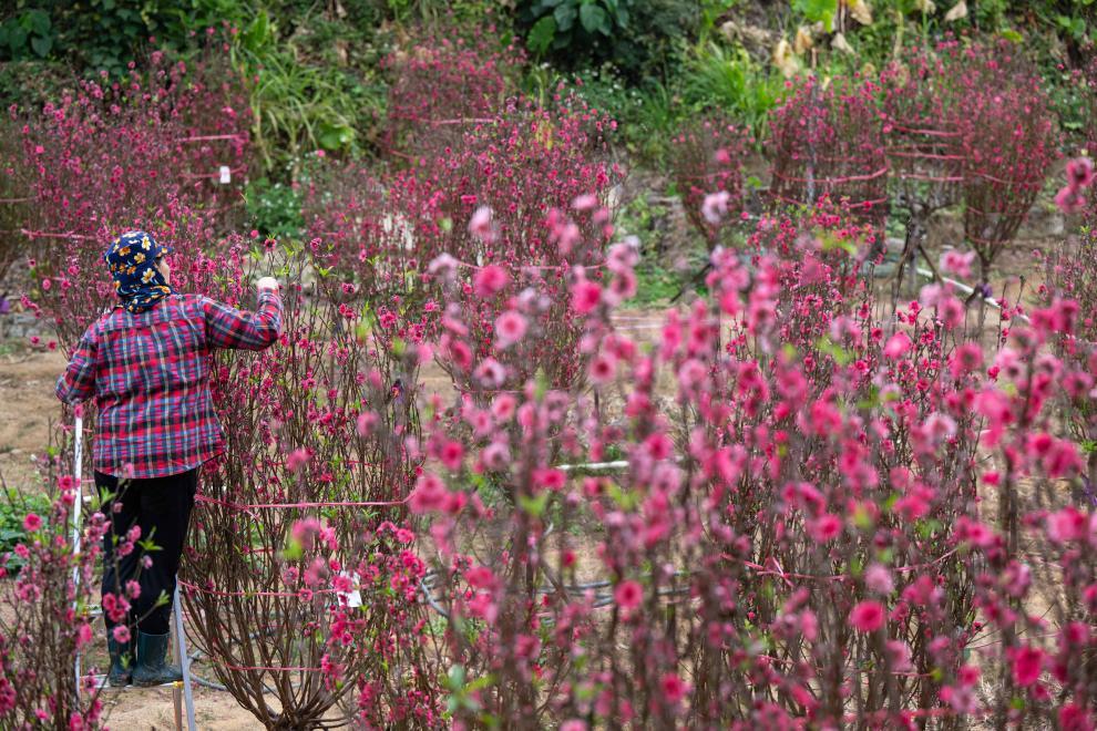 2月5日，工作人员在“培记花园”修剪桃花。新华社记者 张金加 摄