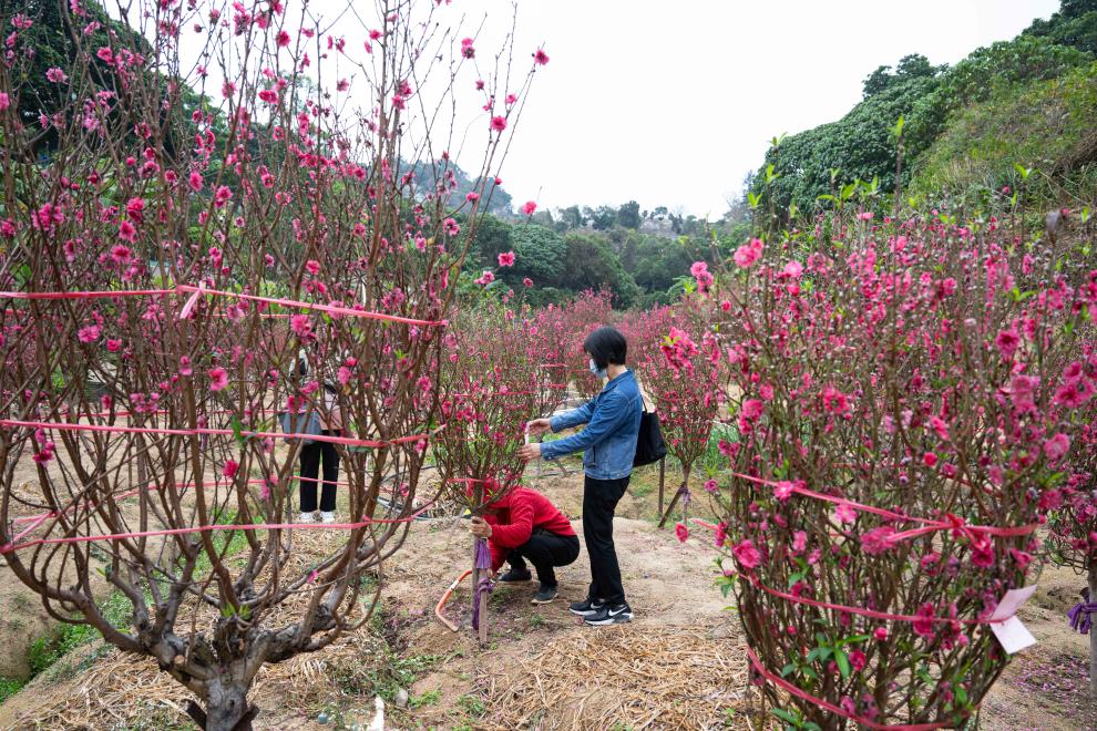 2月5日，顾客霞姐（右一）在“培记花园”购买桃花。新华社记者 张金加 摄