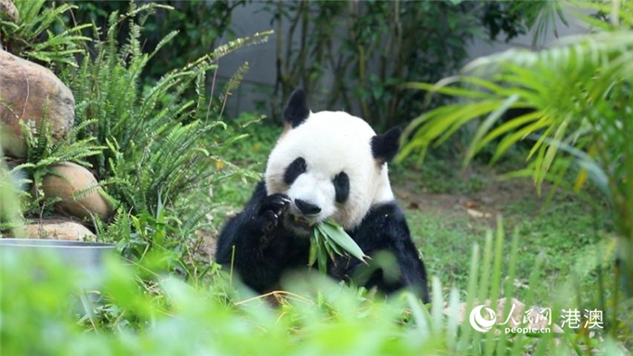 澳门的巨型熊猫家族快乐和健康的一天