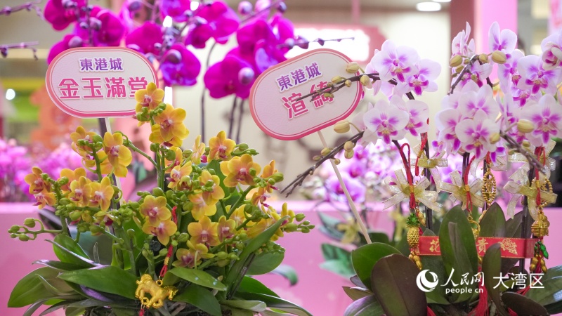 图3.图4.香港本地培育的全新兰花品种首度亮相。人民网 吴宇扬扬 摄