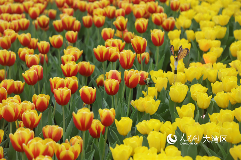 郁金香斑斓花海。人民网实习生向芷菡 摄