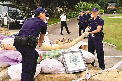 澳门海关查获史上最大宗象牙走私案 市值逾千