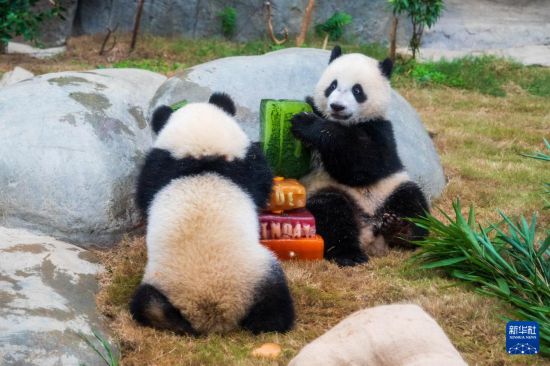   8月15日，大熊猫宝宝“加加”（左）“得得”在香港海洋公园庆祝一岁生日。新华社记者 朱炜 摄