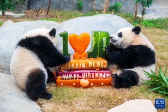   8月15日，大熊猫宝宝“加加”（左）“得得”在吃生日“蛋糕”。新华社记者 朱炜 摄