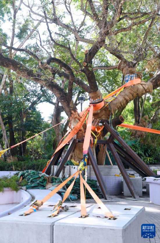 这是10月14日在香港九龙公园拍摄的大叶合欢古树。新华社记者 陈铎 摄