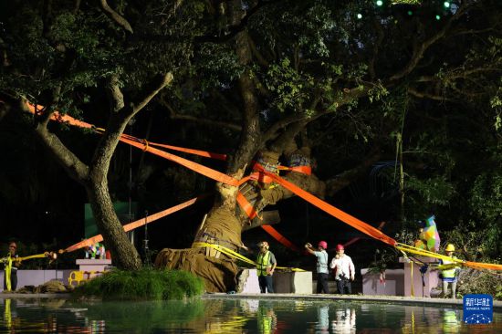 9月30日，中国建筑社区应急义工队的工人对大叶合欢古树展开扶正工作。新华社发