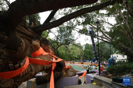 9月30日，中国建筑社区应急义工队的工人对大叶合欢古树展开扶正工作。新华社发